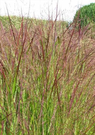 PANICUM virgatum Warrior